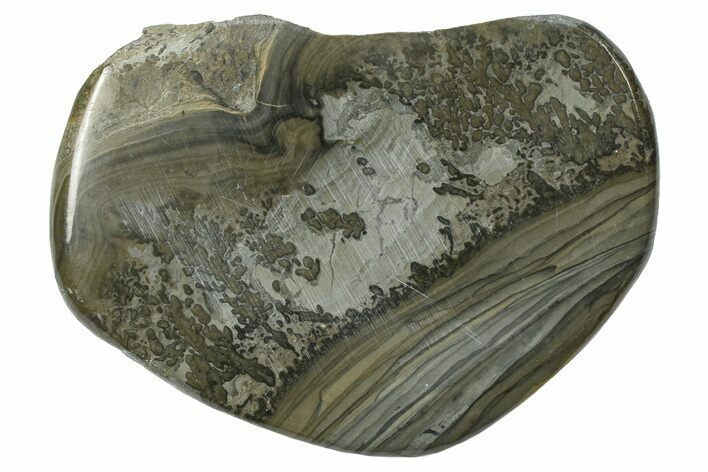 Triassic Aged Stromatolite Fossil - England #365737